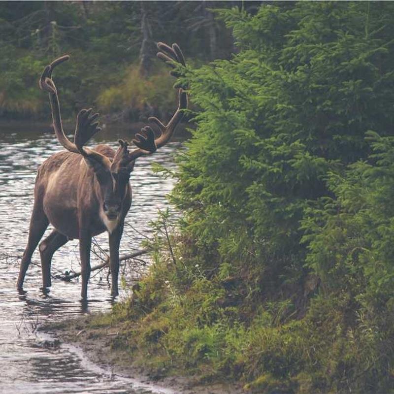 Shampoo Anticaspa 400ml